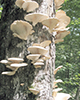 Icône Champignons annuels